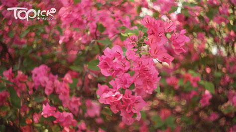 杜鵑花中毒怎麼辦